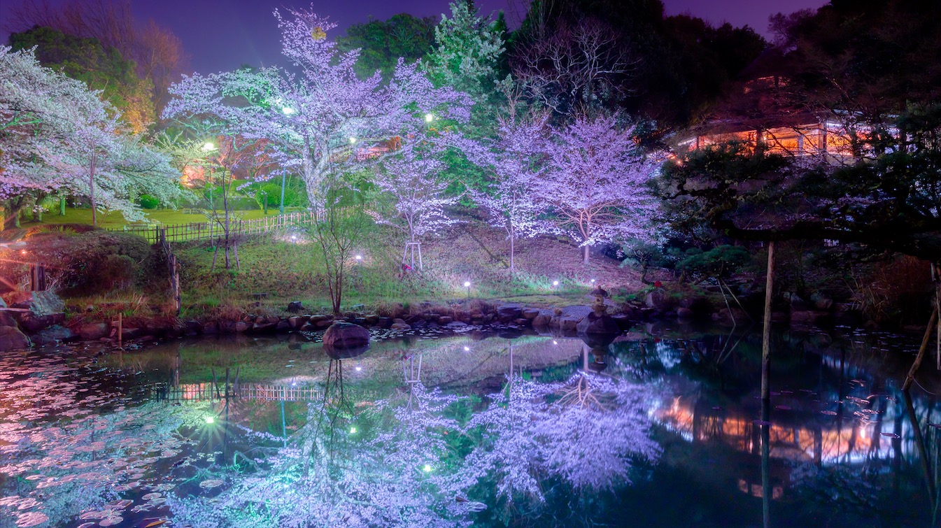 夜桜が幻想的で美しい