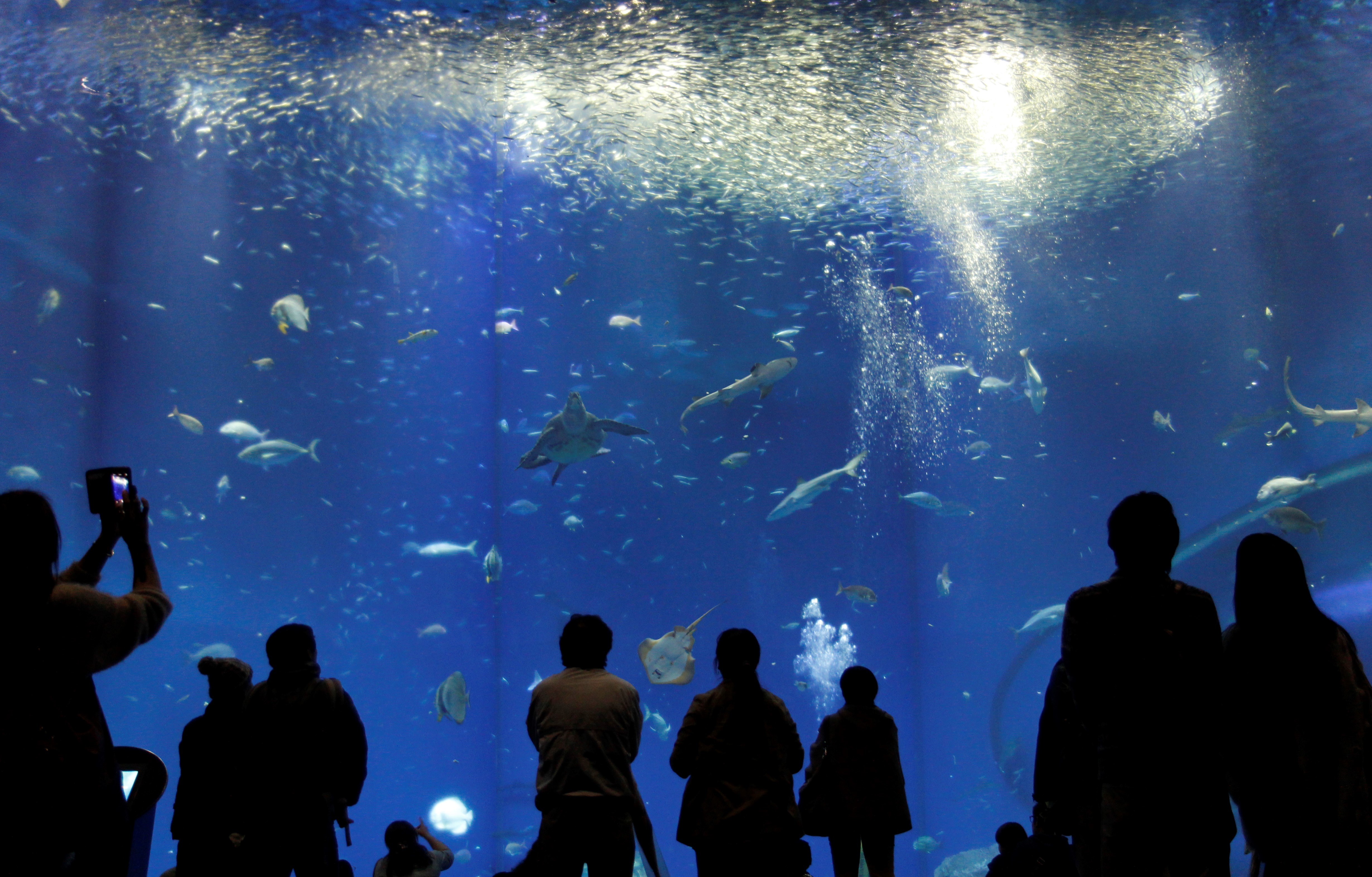 【出会いの海の大水槽】アクアワールド大洗