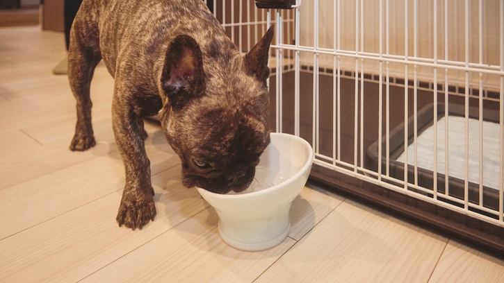 【早割120◆愛犬同伴】120日前早期予約プラン／夕食ビュッフェ・朝食ビュッフェ