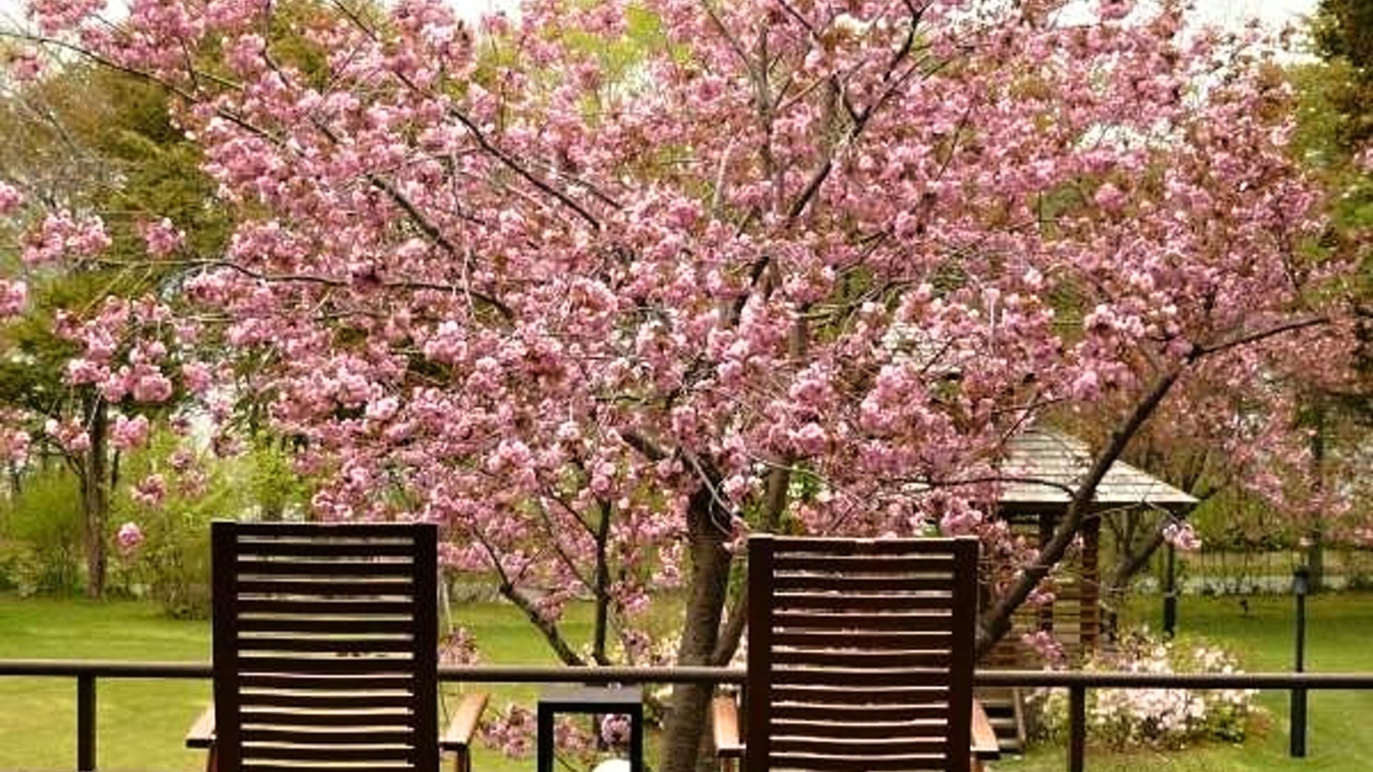 ◆中庭の桜／例年5月頃に、綺麗な桜が咲き誇ります。