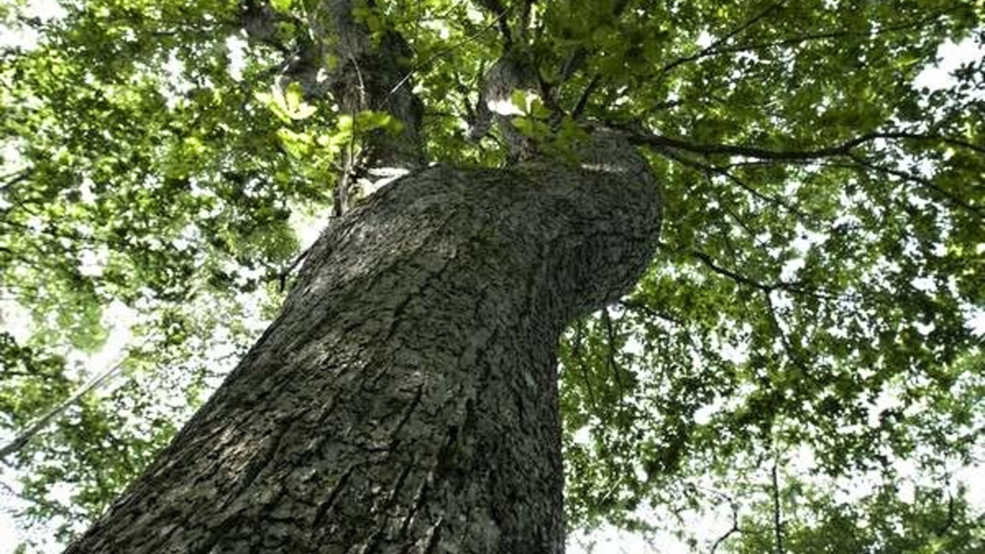 ◆支笏の森「散策路」／樹齢150～200年ほどの「ミズナラの巨木」