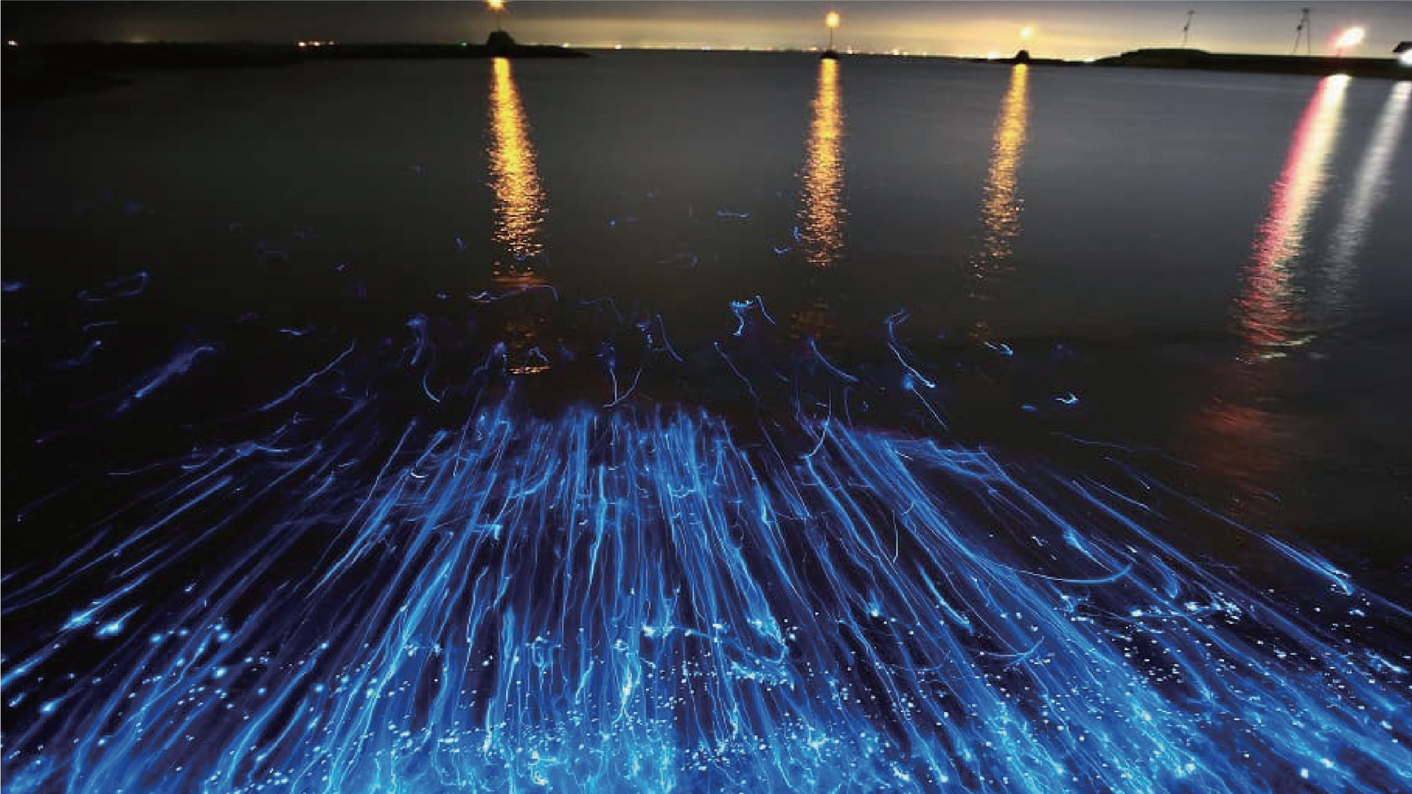 淡路島・神秘の光、海ホタルツアー開催！8/19、8/26