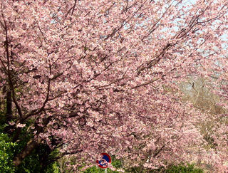 満開の大寒桜