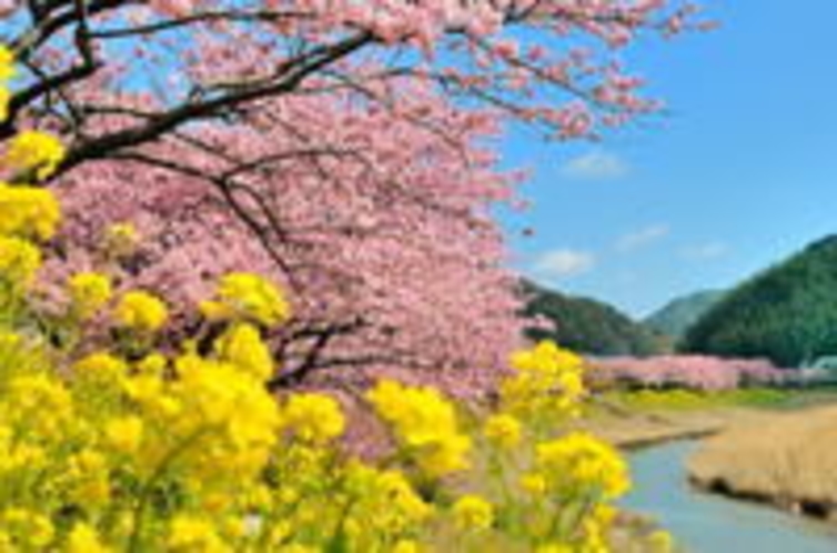 みなみの桜と菜の花祭り