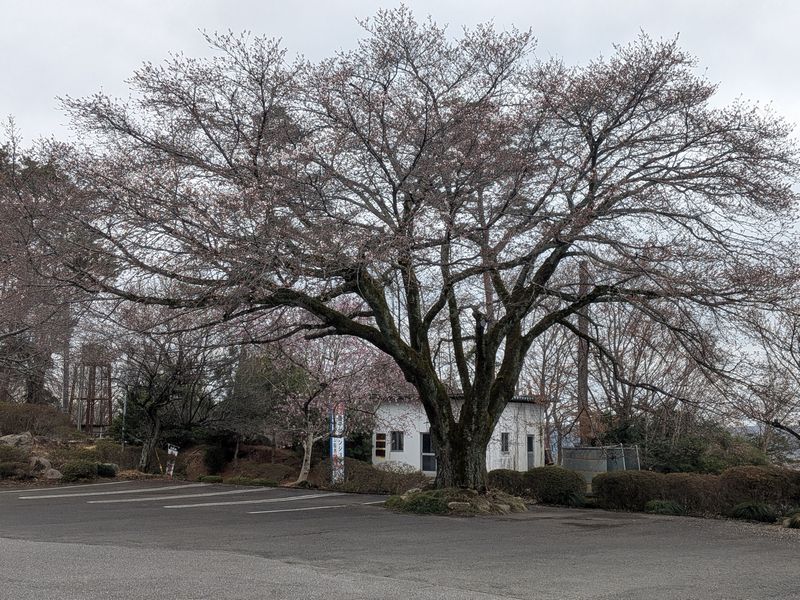 20260328桜情報