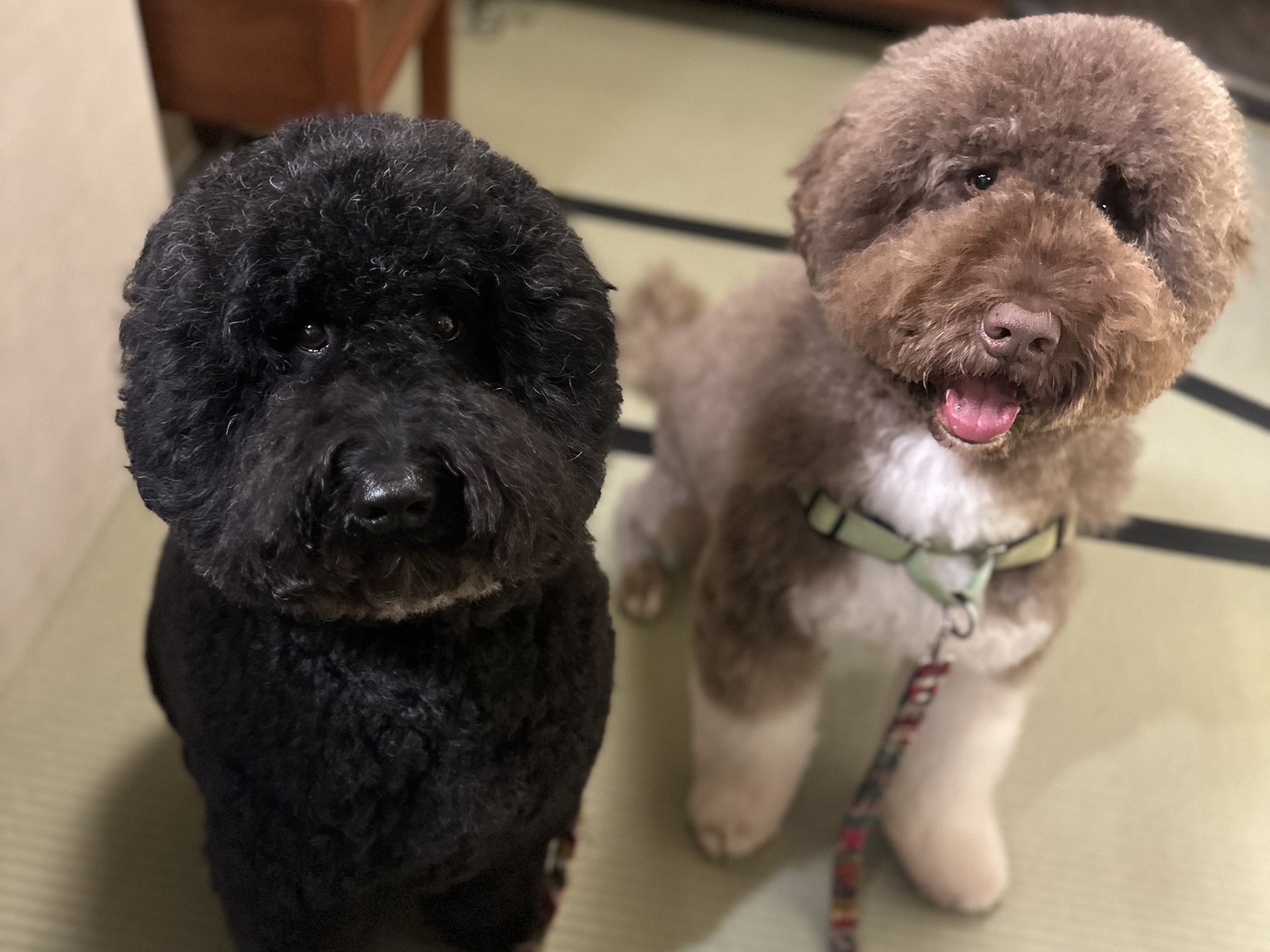 【お日にち限定朝食付】　わんこ旅　わんちゃんと一緒　専用同伴ルーム　富山のおいしい朝ごはん