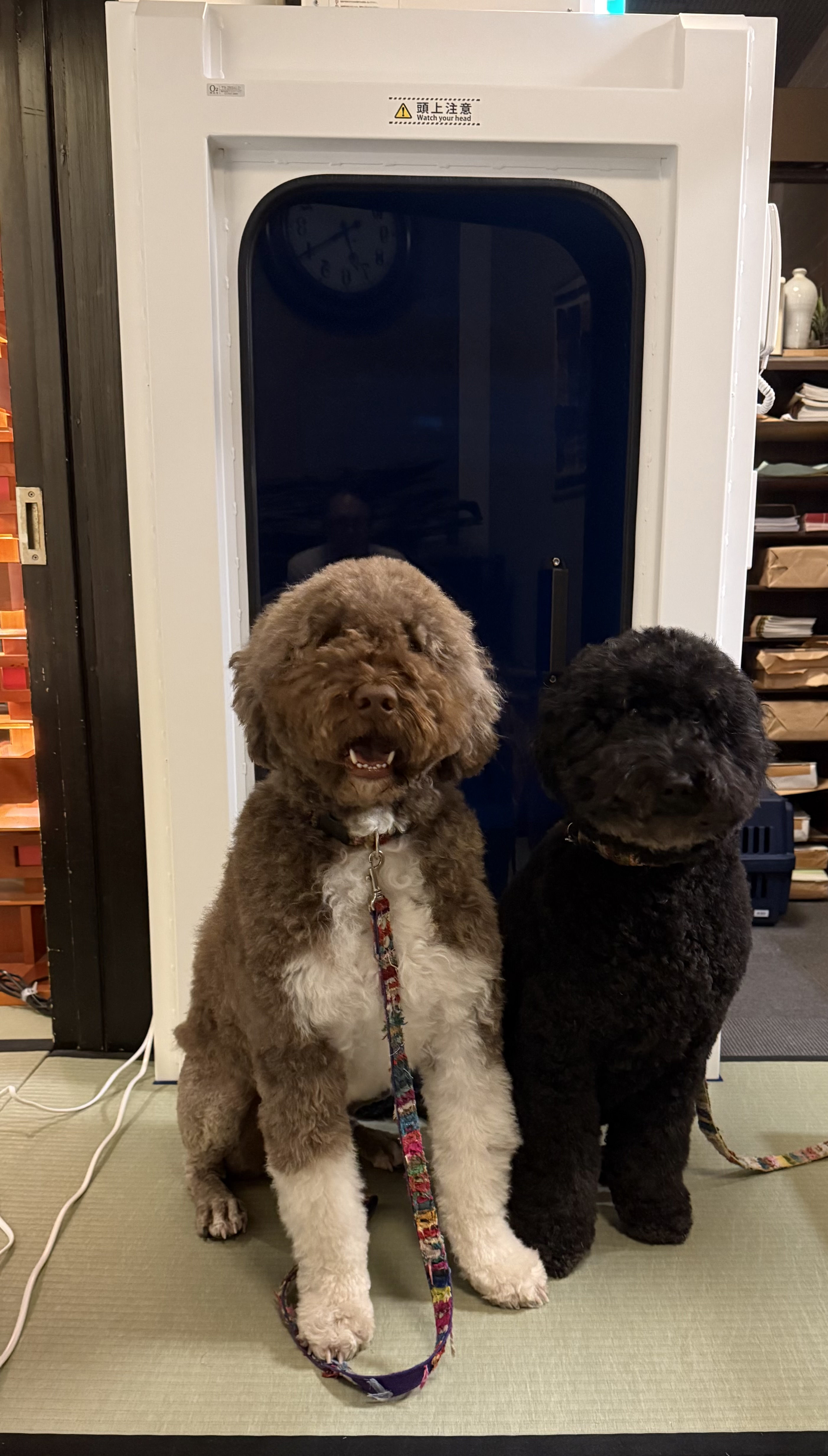 O2ボックスと看板犬二