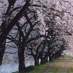 桜のトンネル　舟川の川辺