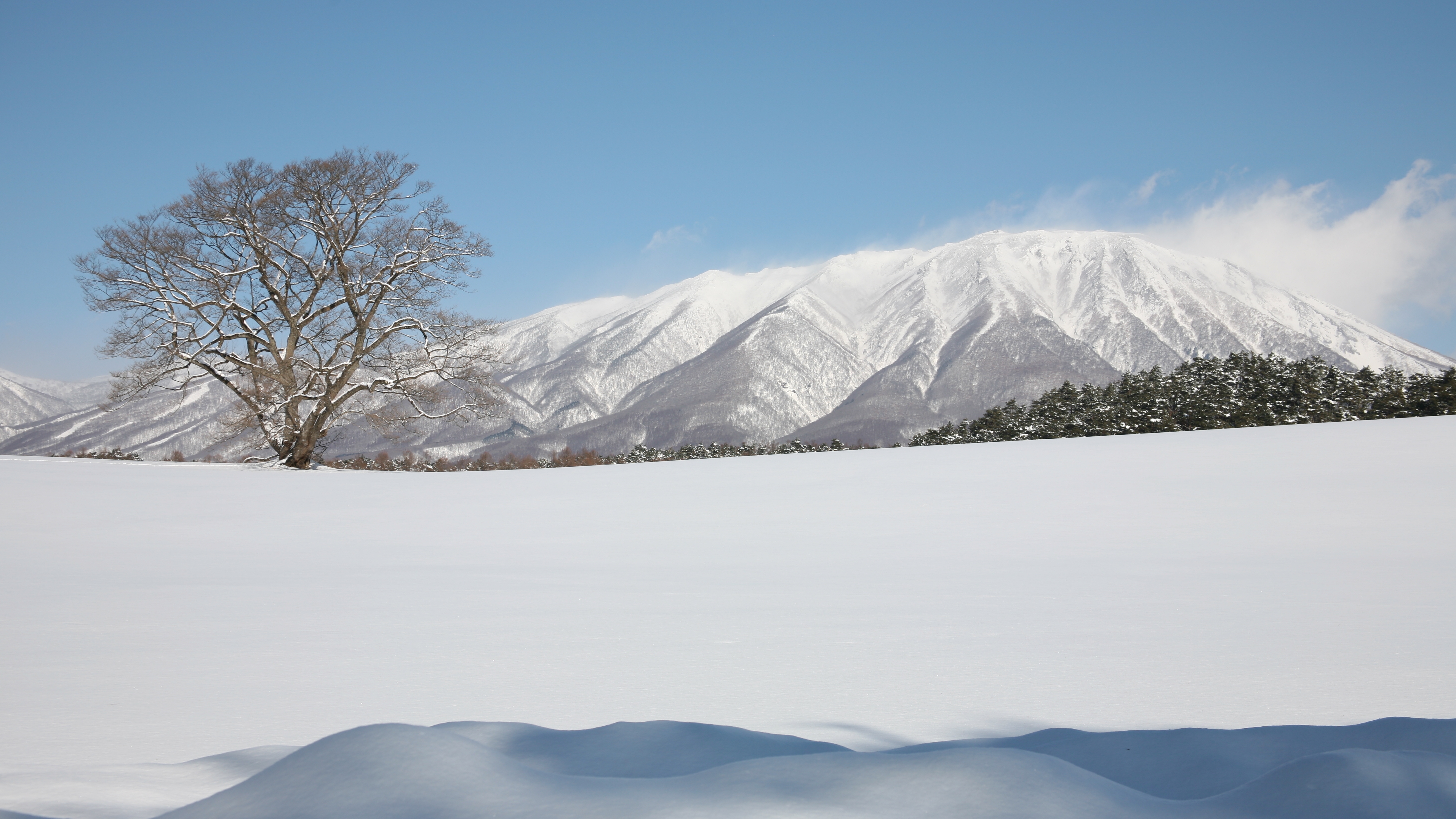 【周辺観光】冬の小岩井一本桜と岩手山。広大な銀世界が広がります。