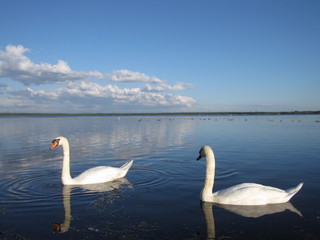 「ウトナイ湖」の白鳥