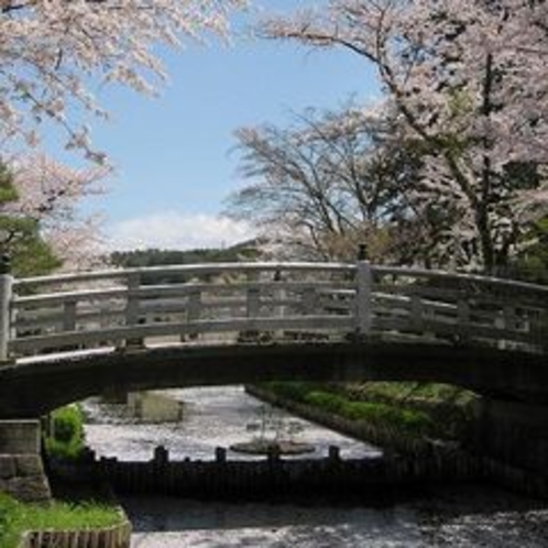 護国神社の桜（当館より徒歩２分）