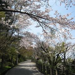 桜の散歩道…城山遊歩道は当館からすぐ！