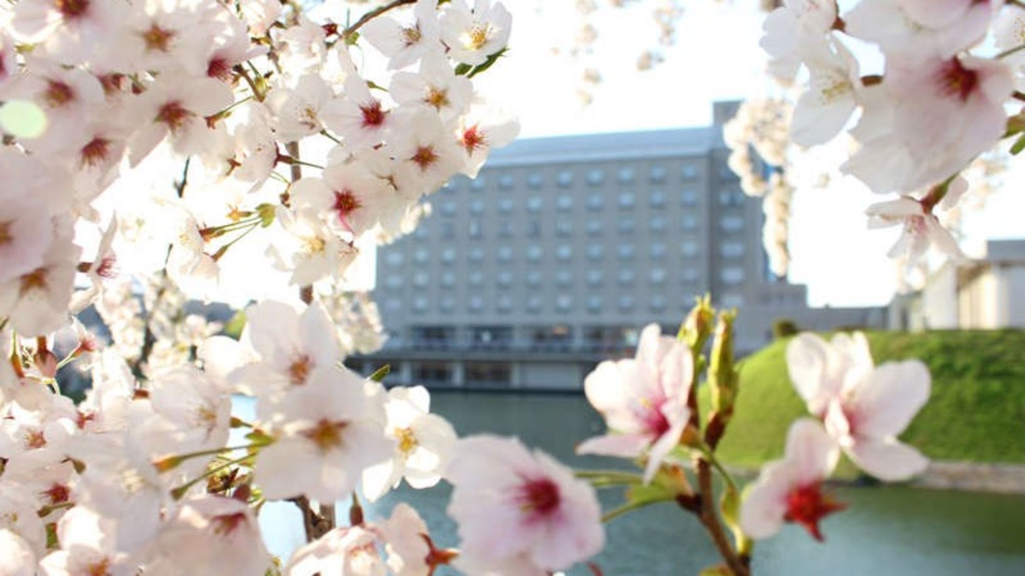 春には桜が咲き誇ります