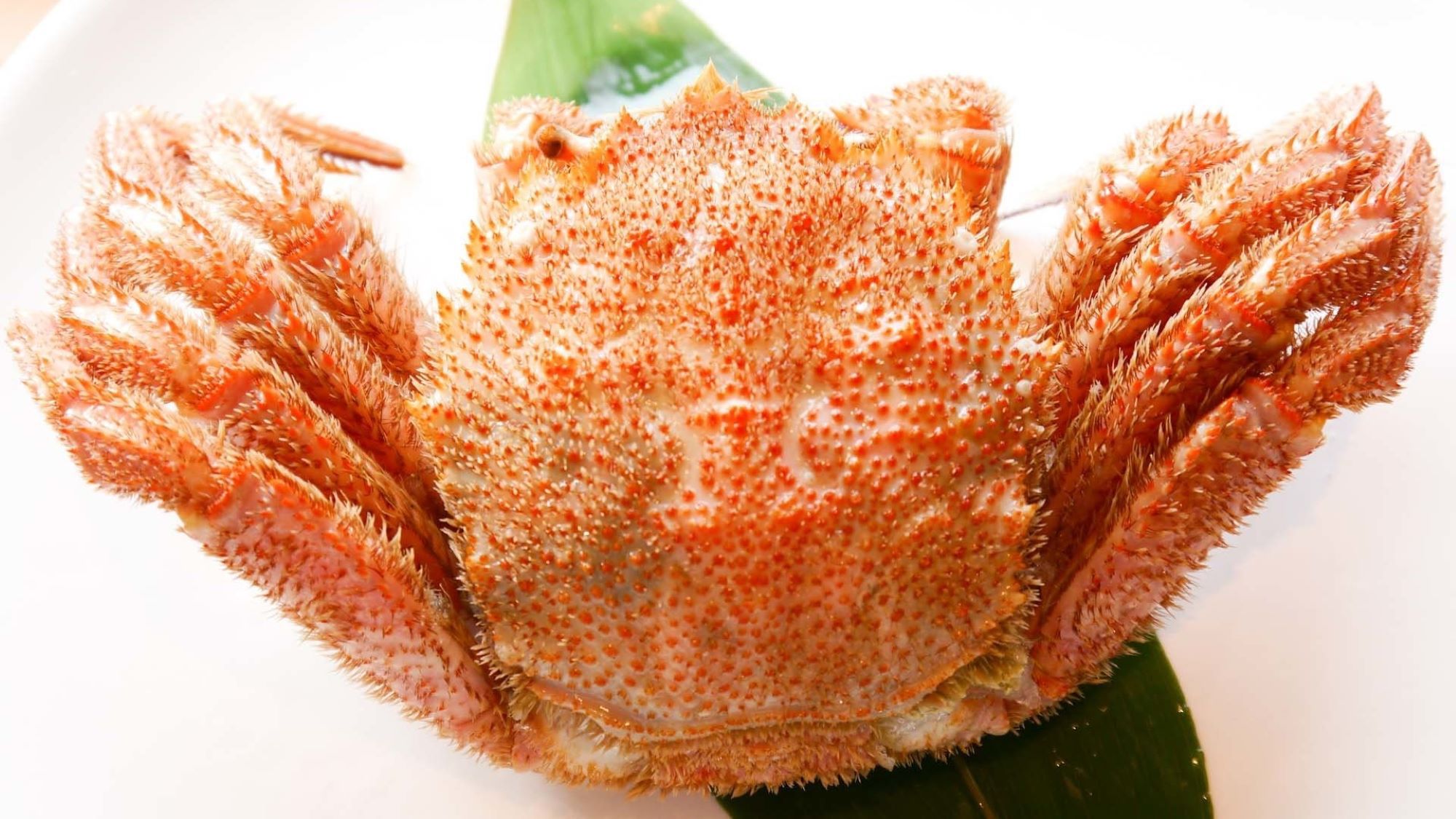 【数量限定】オホーツク産毛蟹(400g)と約50種ビュッフェ☆北海道満喫プチ贅沢ディナー♪／夕朝食付