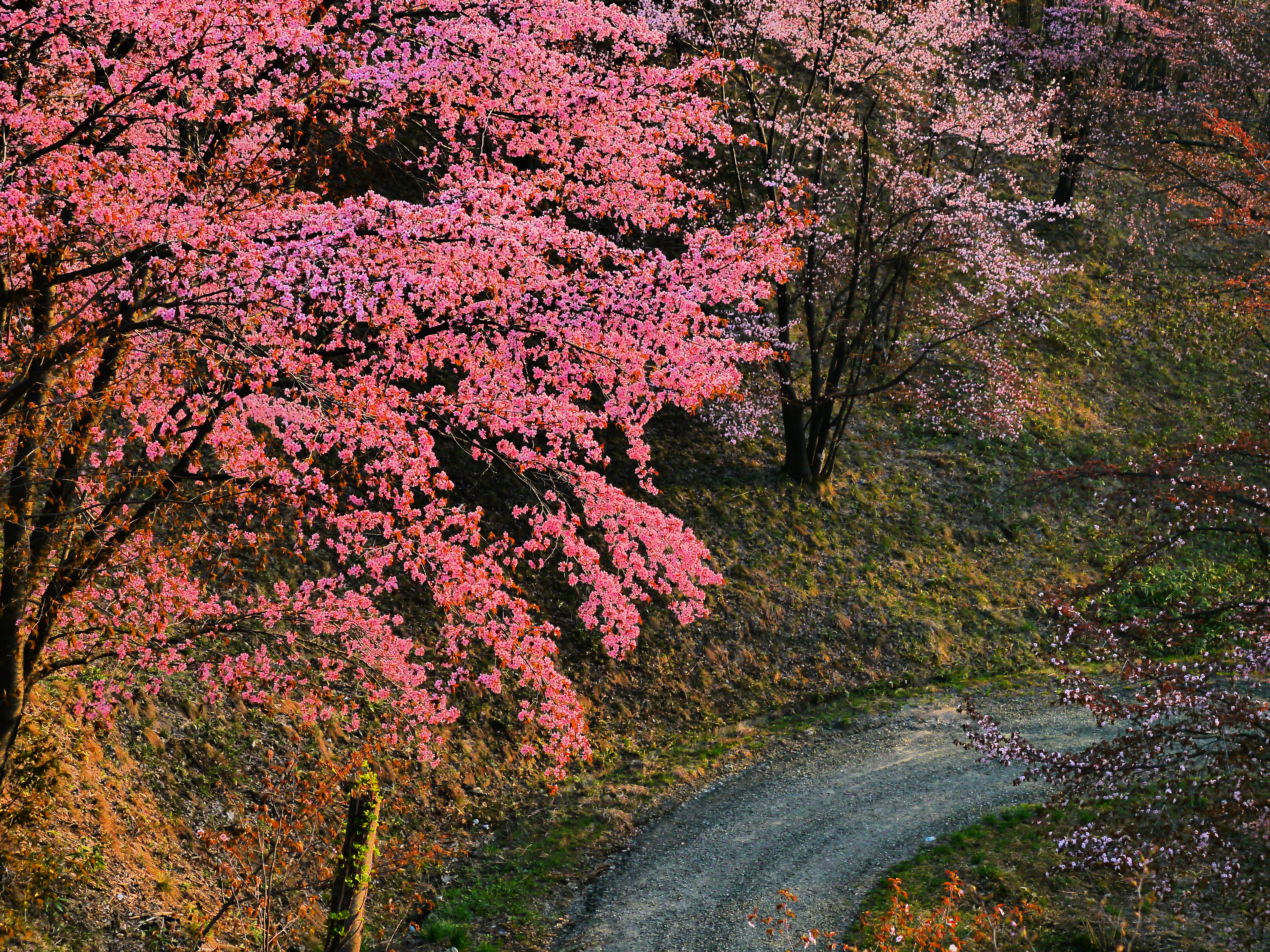 深山峠　桜