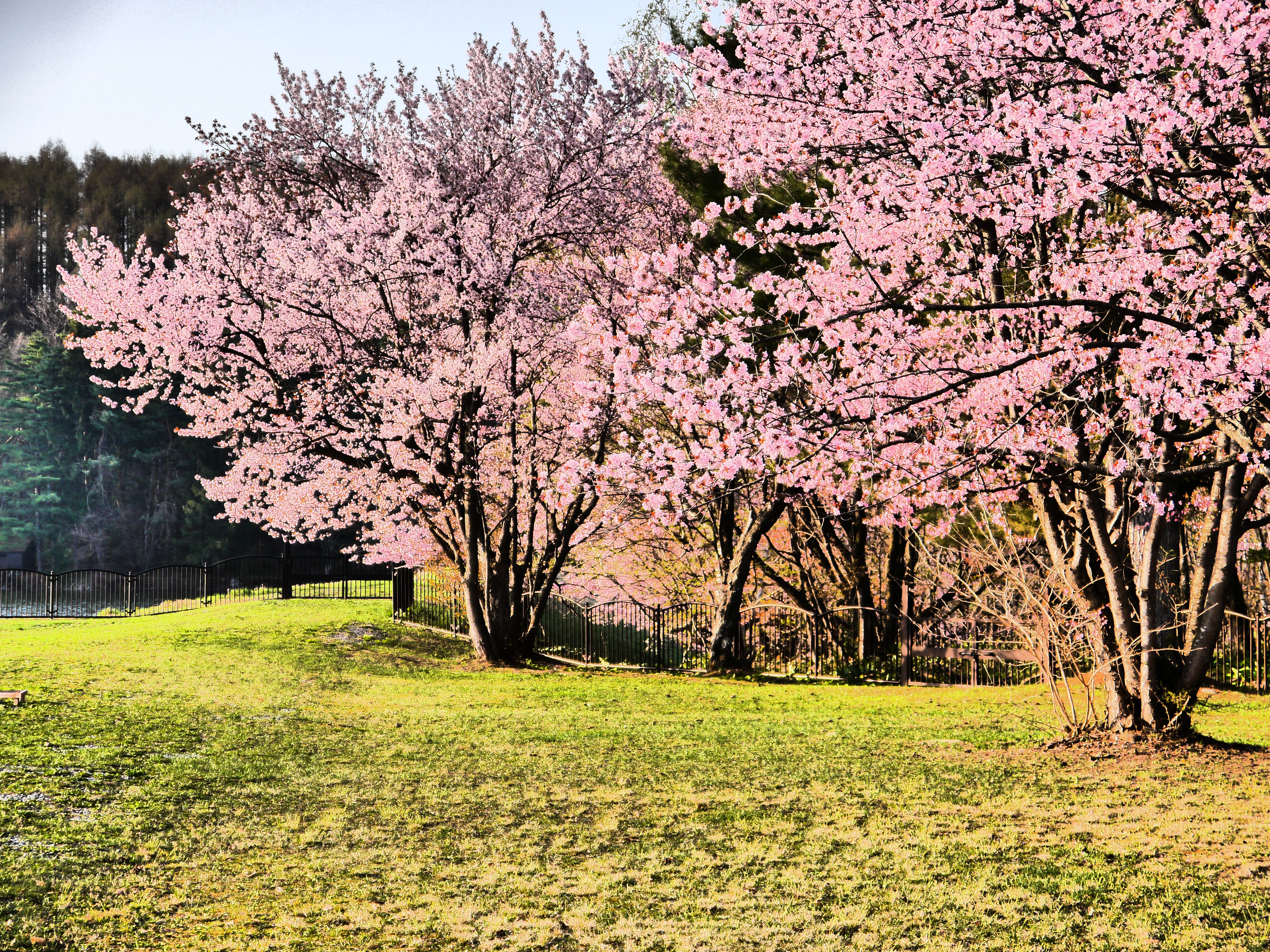 聖台ダム　桜