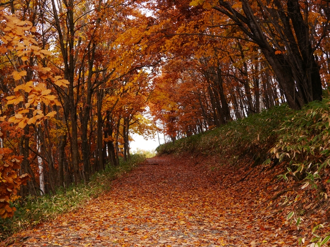 秋の紅葉