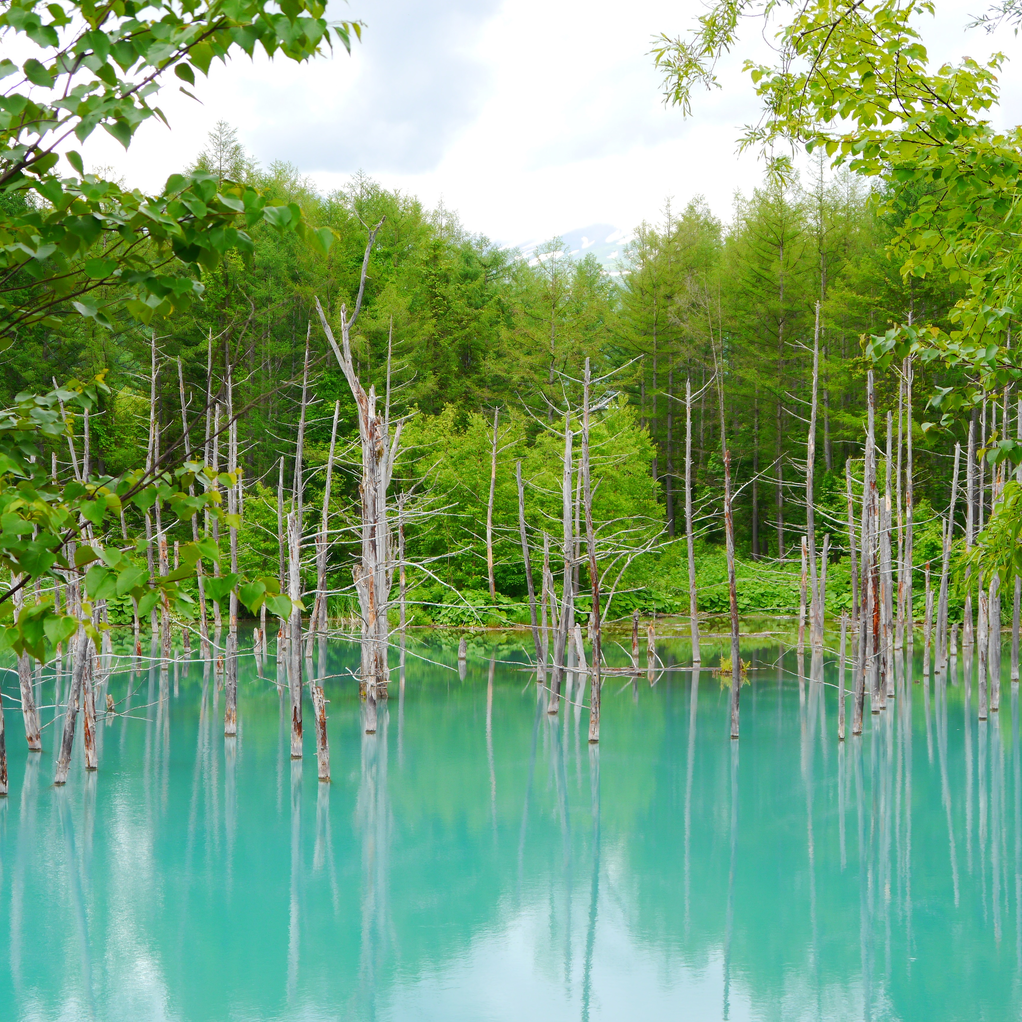 青い池