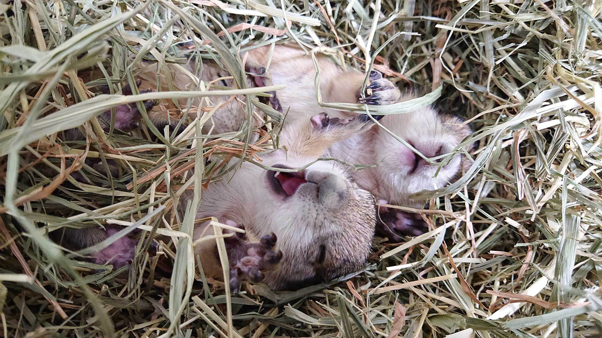 家族旅行応援 大森山動物園「あきぎんオモリンの森」入園券付宿泊プラン