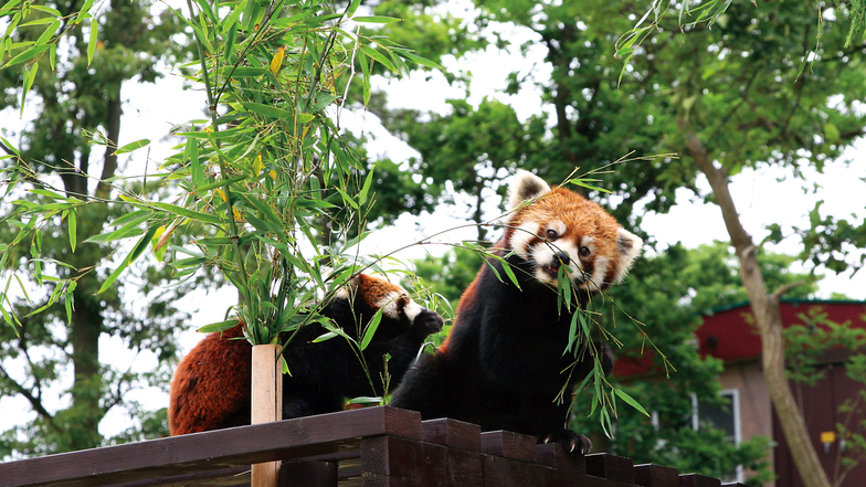 家族旅行応援 大森山動物園「あきぎんオモリンの森」入園券付宿泊プラン