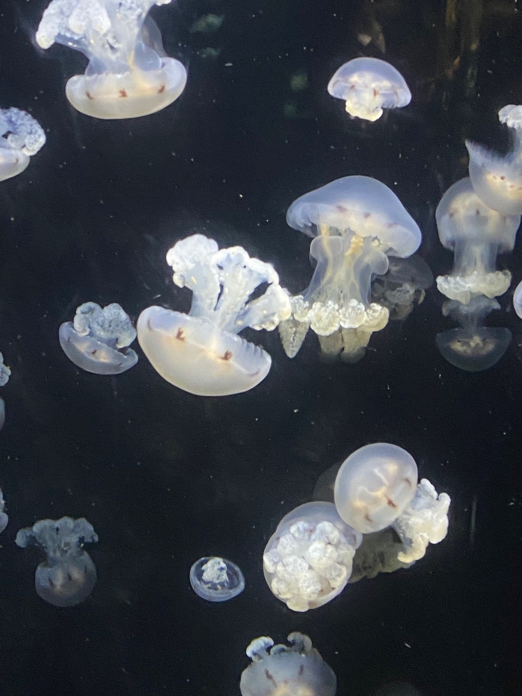 車で１０分で行ける！加茂水族館リニューアルオープン記念プラン