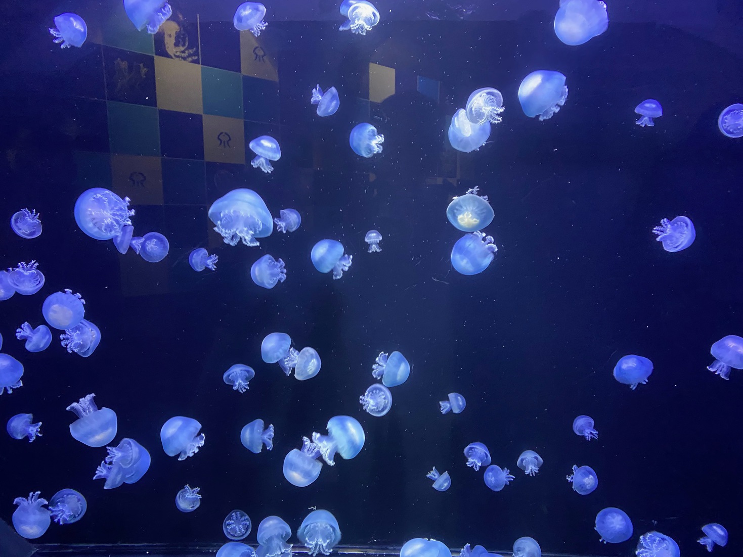 車で１０分で行ける！加茂水族館リニューアルオープン記念プラン