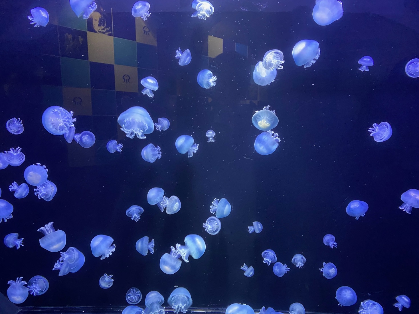 車で１０分で行ける！加茂水族館リニューアルオープン記念プラン