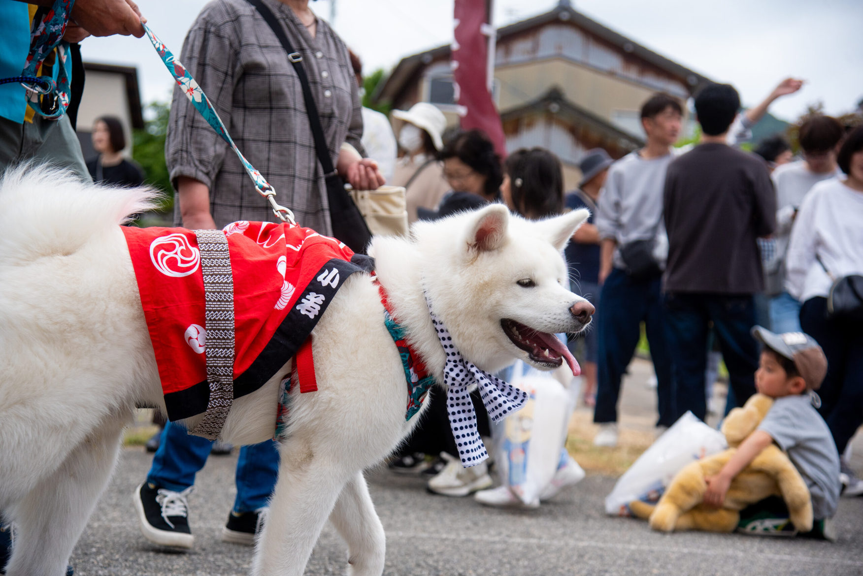 大山犬祭りと日本海の幸を楽しむプラン