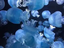 車で１０分で行ける！加茂水族館リニューアルオープン記念プラン