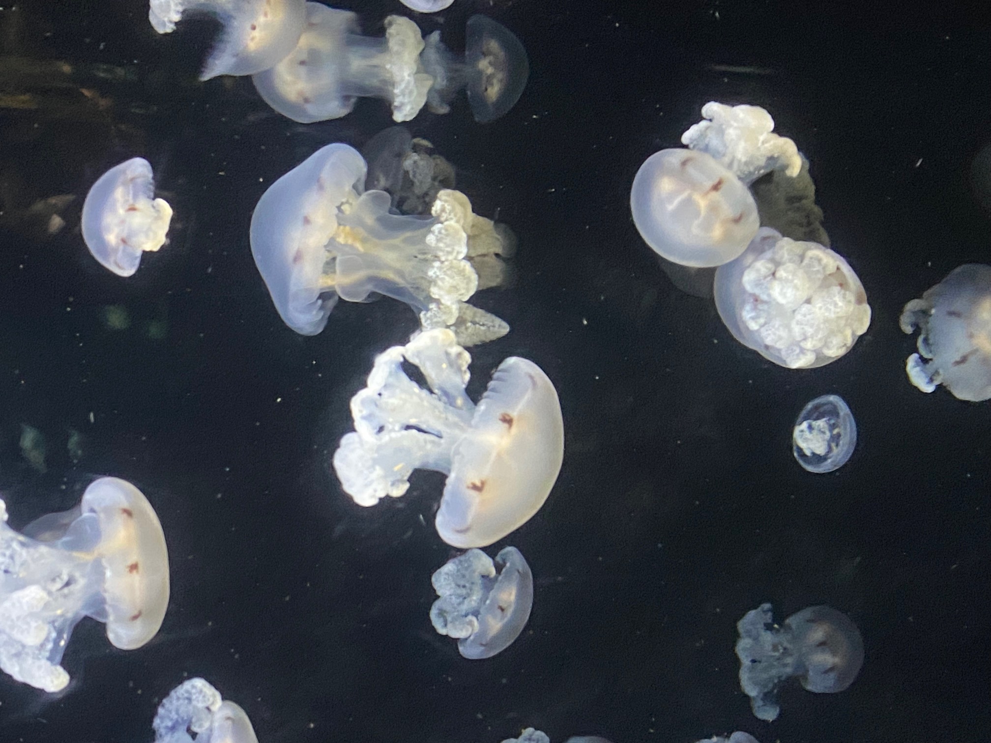 加茂水族館くらげ