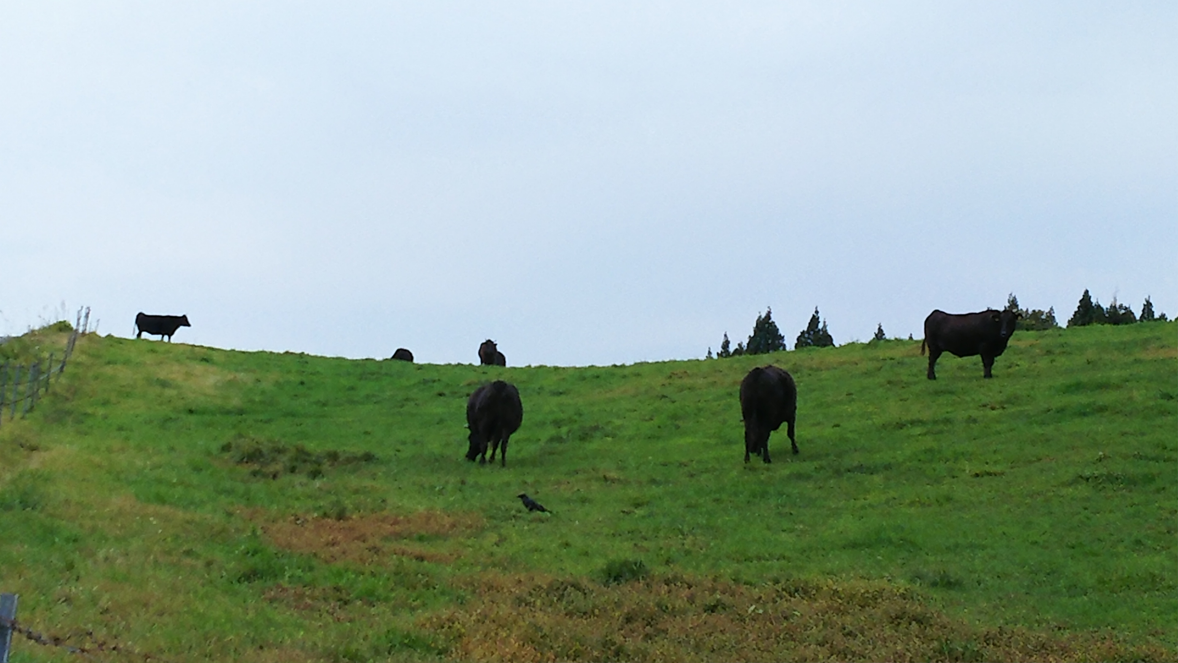 月山高原牧場牛