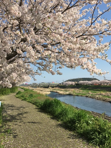 桜と電車