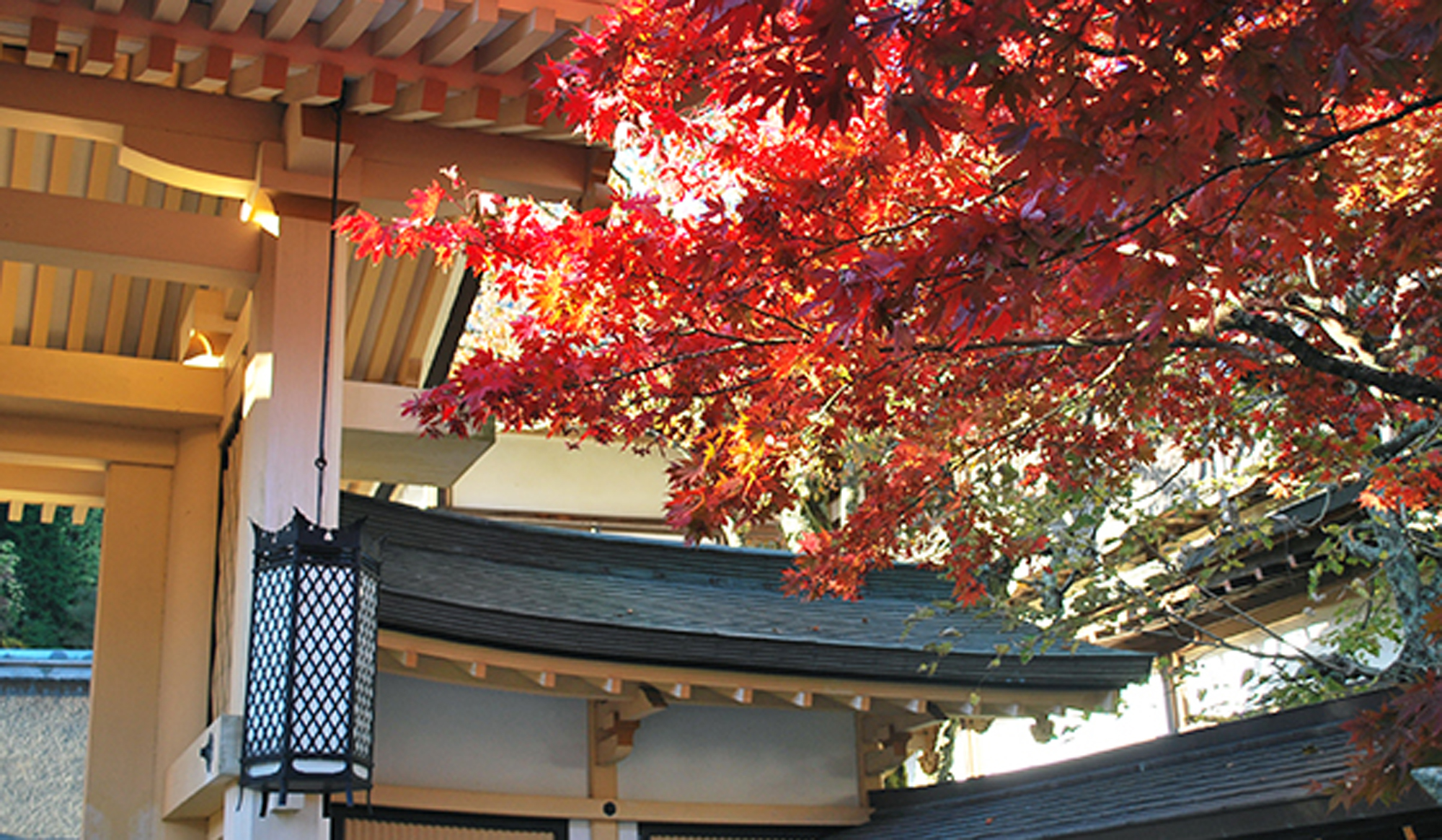 *【10月】標高の高い高野山より紅葉が始まります(10月下旬より）。