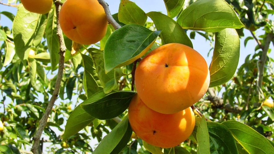 *【10月】五條市西吉野■日本一の柿のまち☆☆富有柿は11月に！！