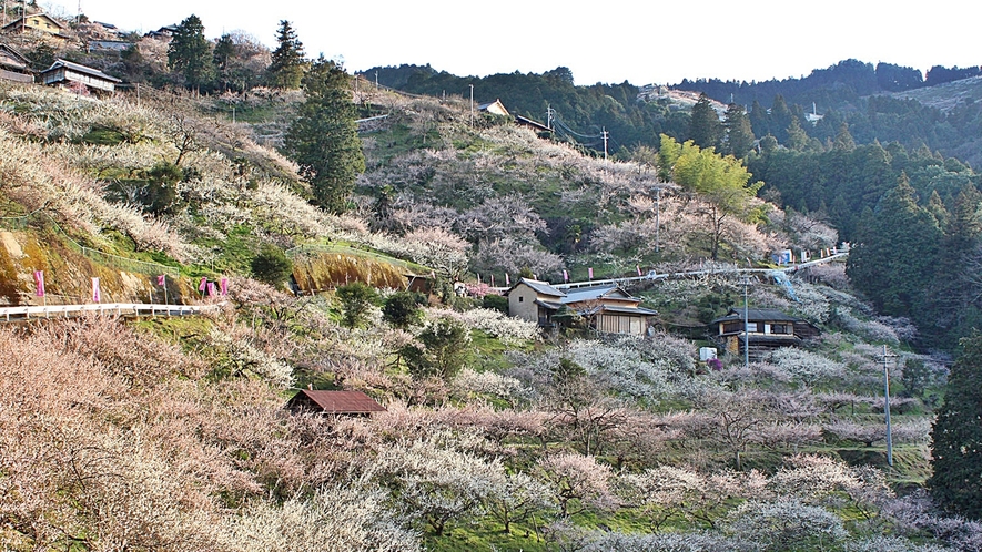*賀名生梅林【3月】約25ヘクタールにわたって約5,000本の梅が咲く「広橋梅林」