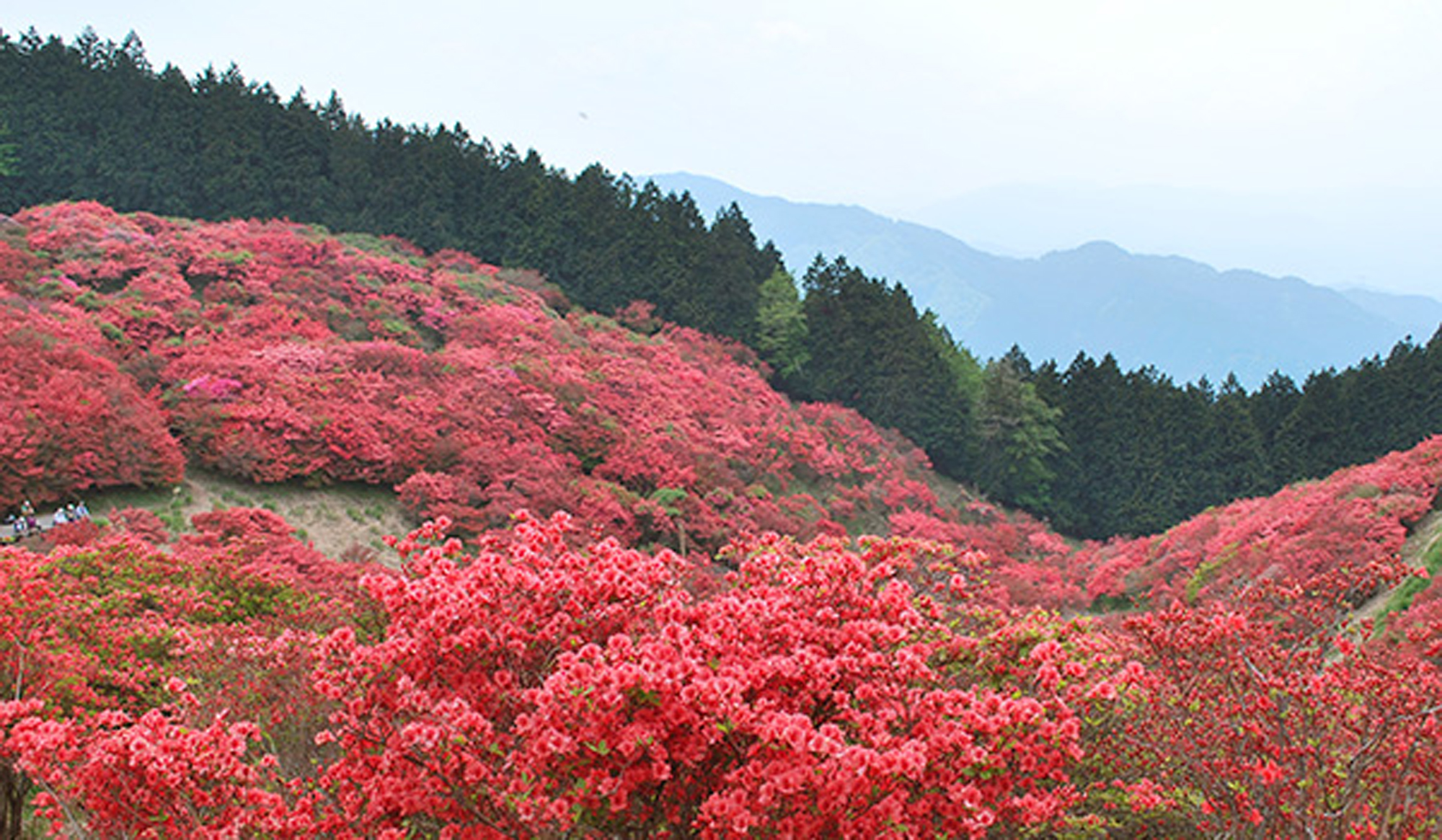 *葛城山頂【御所市】山頂のツツジ園は圧巻。ロープゥエイ乗り場まで車で30分弱