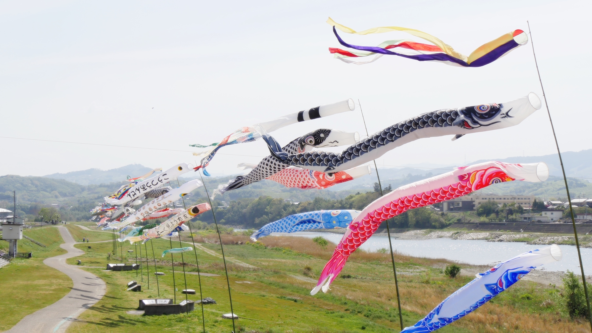 *【5月】吉野川の河川敷に鯉のぼり群が出現します(4月末より)。