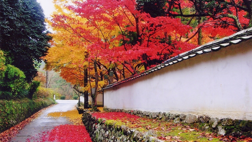 *大澤寺【11月】標高の高い高野山より紅葉が始まります(10月下旬より）。