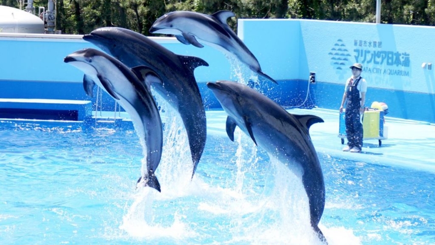 水族館【マリンピア日本海】