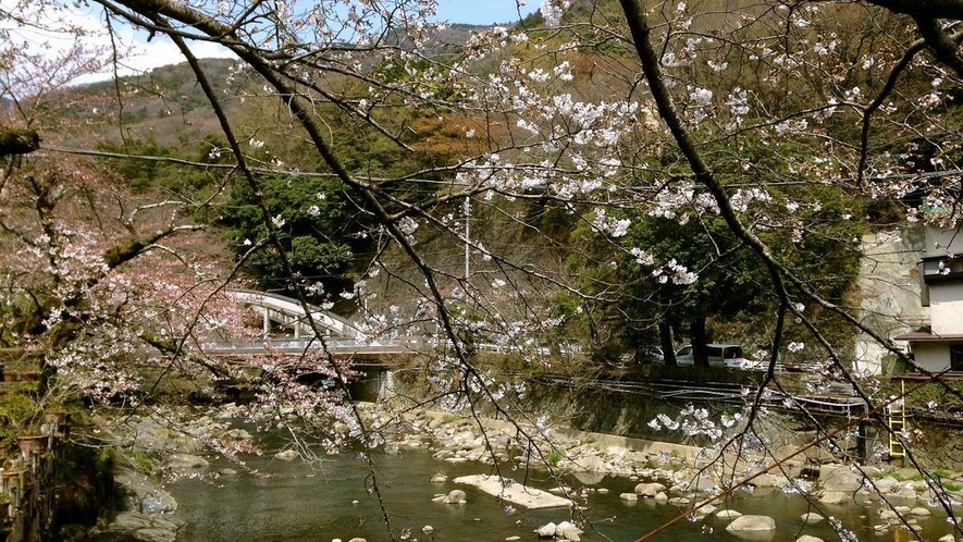 湯本橋～桜～