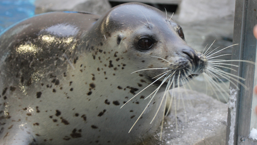 ★入場チケット付★男鹿水族館GAO「シロクマ」「ペンギン」たちに逢いにいこう♪