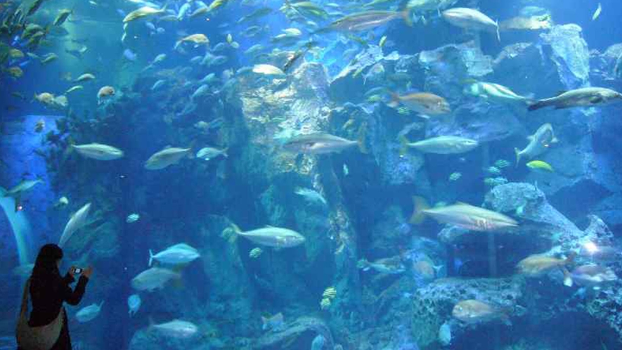 男鹿水族館GAO・大水槽