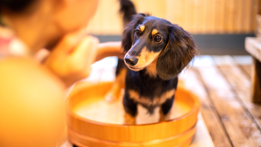 【愛犬と宿泊】ワンちゃん専用のお風呂もご用意いたします。