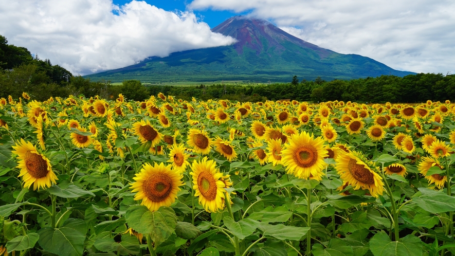 【山中湖花の都公園】当館より車で約10分。富士山麓高原の季節ごとに楽しめるお花畑。