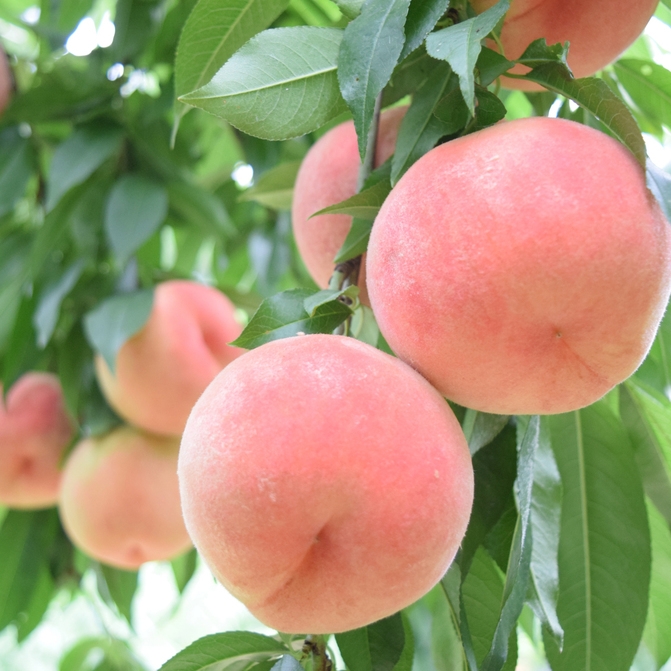 【桃狩り】日本一の桃の産地山梨でフルーツ狩り体験プラン