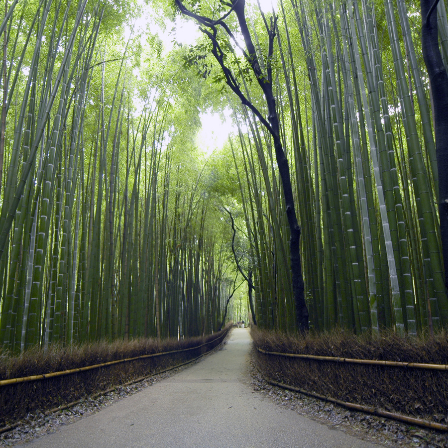 嵐山　竹林の道