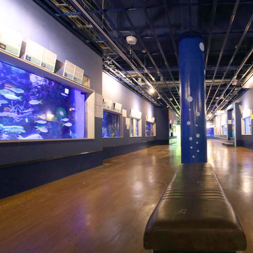 【竹島水族館】展示生物500種類以上！蒲郡の人気スポットです♪
