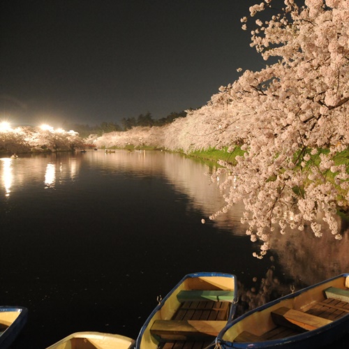 西濠の夜桜