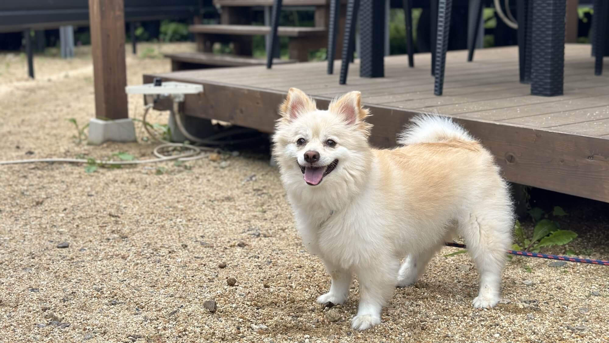 pet image 1