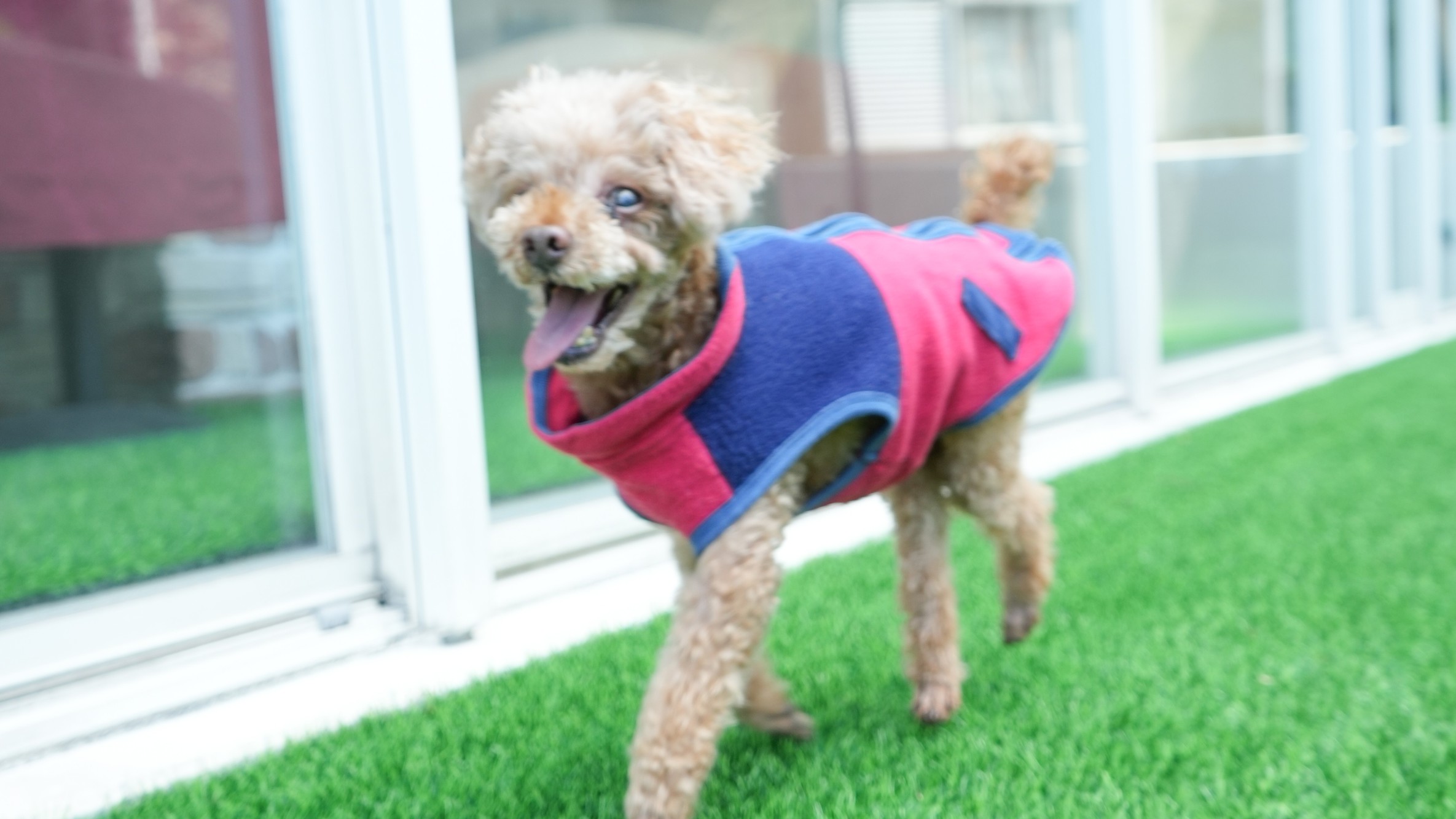 pet image 1